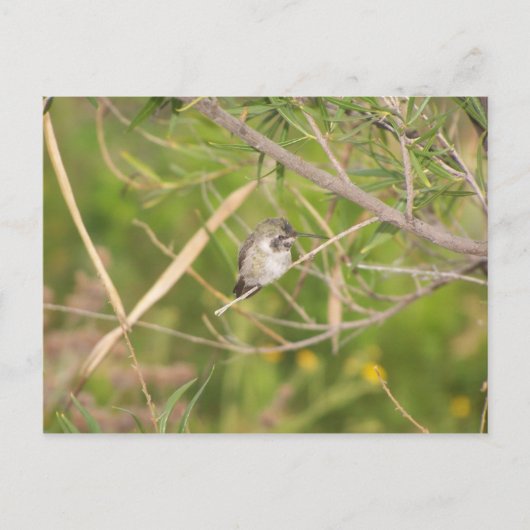 Carte Postale colibri (Devant)