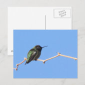 Carte postale Colibri (Devant / Derrière)