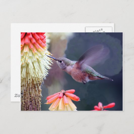 Carte Postale Colibri (Devant / Derrière)