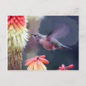 Carte Postale Colibri (Devant)