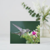Carte Postale Colibri (Debout devant)