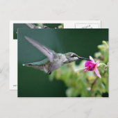 Carte Postale Colibri (Devant / Derrière)