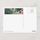 Carte Postale Colibri (Dos)