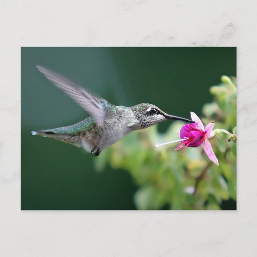 Carte Postale Colibri (Devant)