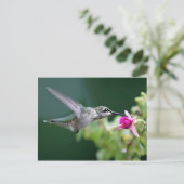 Carte Postale Colibri (Debout devant)