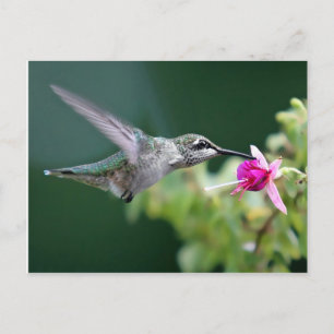 Carte Postale Colibri