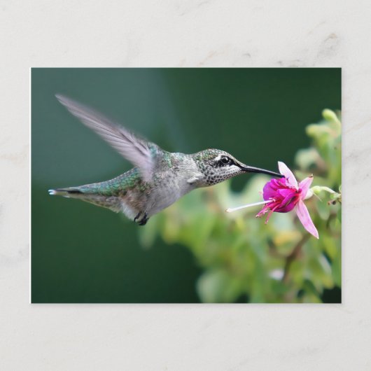 Carte Postale Colibri (Devant)
