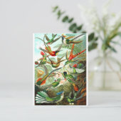 Carte Postale Colibri (Debout devant)