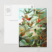 Carte Postale Colibri (Devant / Derrière)