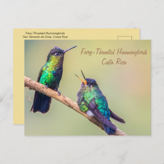 Carte Postale Colibri (Devant / Derrière)