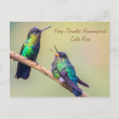 Carte Postale Colibri (Devant)