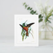 Carte Postale Colibri (Debout devant)
