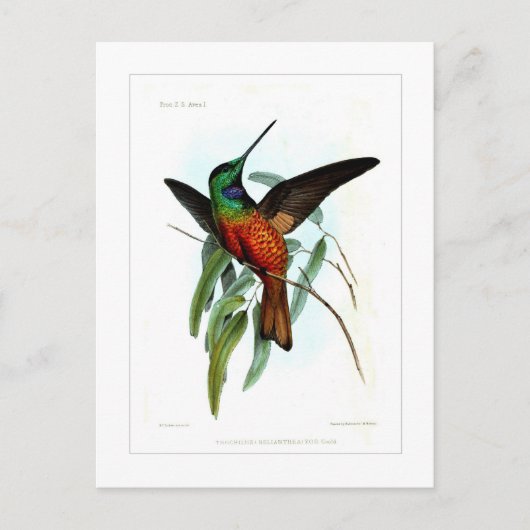 Carte Postale Colibri (Devant)