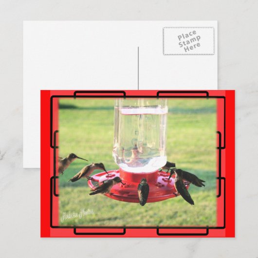 Carte postale Colibri (Devant / Derrière)