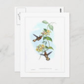 Carte Postale Colibri (Devant / Derrière)
