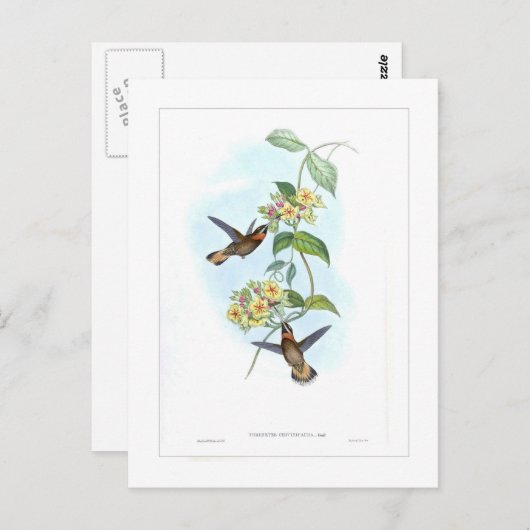 Carte Postale Colibri (Devant / Derrière)