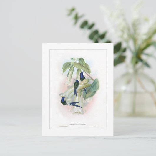 Carte Postale Colibri (Debout devant)