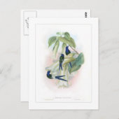 Carte Postale Colibri (Devant / Derrière)
