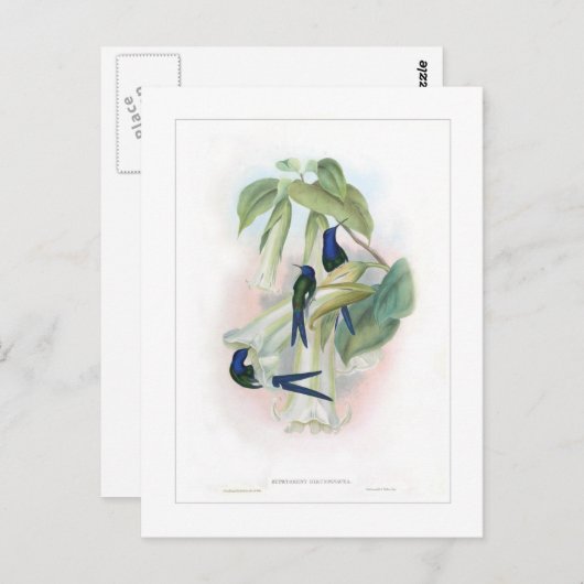 Carte Postale Colibri (Devant / Derrière)