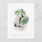 Carte Postale Colibri (Devant)