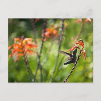 Carte postale Colibri