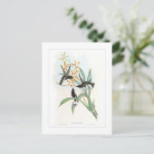 Carte Postale Colibri (Debout devant)