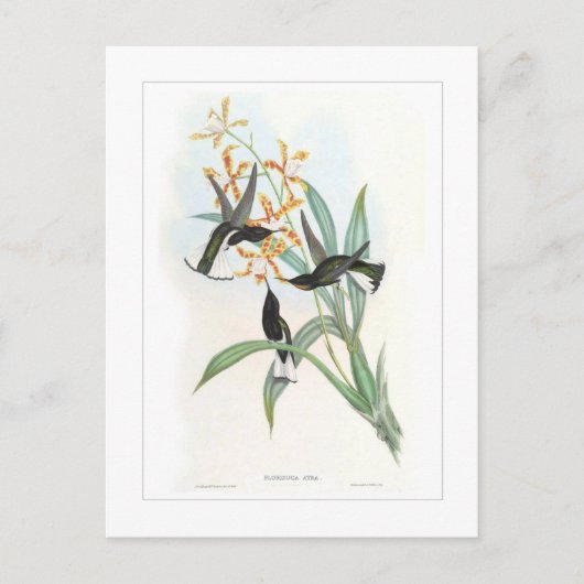 Carte Postale Colibri (Devant)