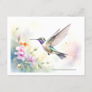 Carte Postale Colibri