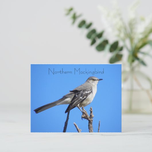 Carte Postale Colibri (Debout devant)