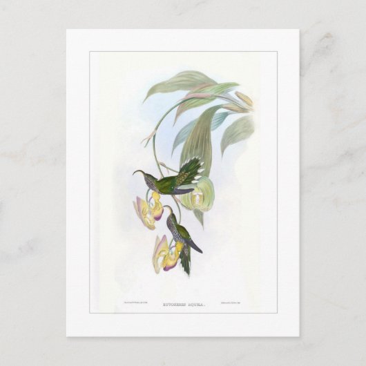 Carte Postale Colibri (Devant)