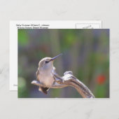 Carte Postale Colibri (Devant / Derrière)