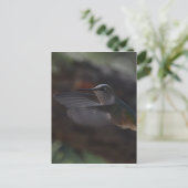 Carte Postale Colibri (Debout devant)