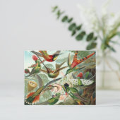 Carte postale Colibri (Debout devant)