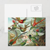 Carte postale Colibri (Devant / Derrière)