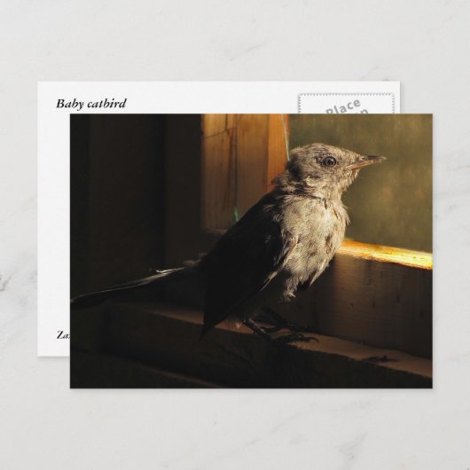 Carte Postale Colibri (Devant / Derrière)