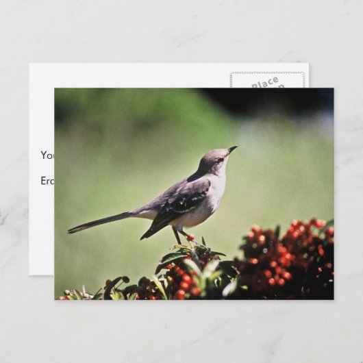 Carte Postale Colibri (Devant / Derrière)