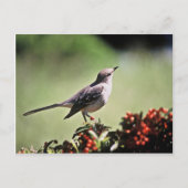 Carte Postale Colibri (Devant)