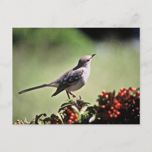 Carte Postale Colibri (Devant)