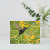 Carte Postale Colibri (Debout devant)