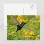 Carte Postale Colibri (Devant / Derrière)