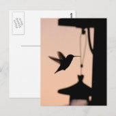 Carte postale Colibri (Devant / Derrière)