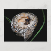 Carte Postale Colibri (Devant)