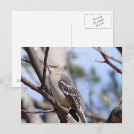 Carte Postale Colibri (Devant / Derrière)