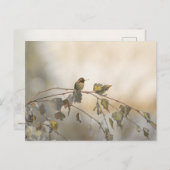 Carte Postale Colibri 5265 (Devant / Derrière)