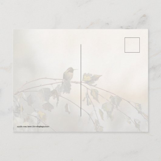 Carte Postale Colibri 5265 (Dos)