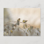 Carte Postale Colibri 5265 (Devant)