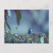 Carte Postale Colibri 5738 (Devant)