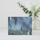Carte Postale Colibri 5738 (Debout devant)