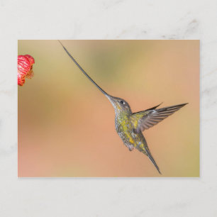 Carte Postale Colibri à bec épée en vol