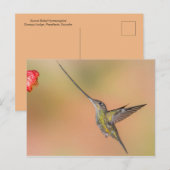 Carte Postale Colibri à bec épée en vol (Devant / Derrière)